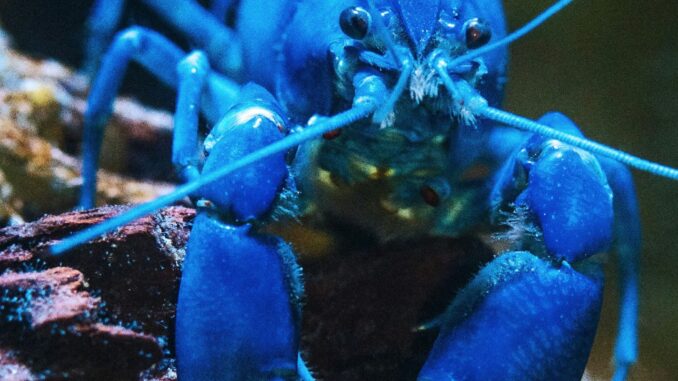 Blue lobster as, with the launch of KiloClaw, enterprises now have a tool to enforce governance over autonomous agents and manage shadow AI.